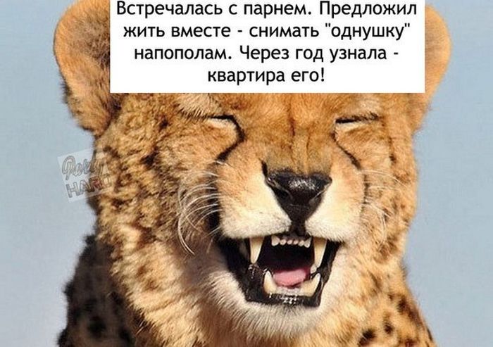 Порция картинок