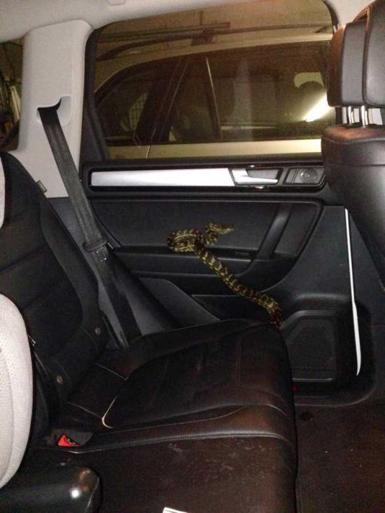 Порция картинок