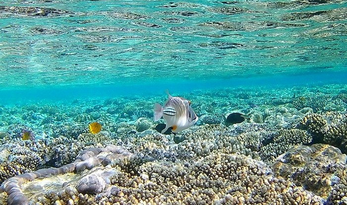 Печальные факты, связанные с изменением климата на земле Печальные факты, связанные с изменением климата на земле