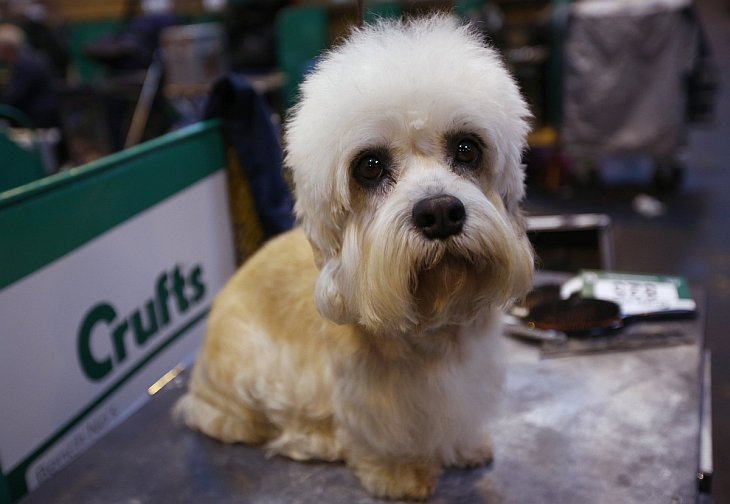 Выставка собак Crufts Dog Show 2013 Выставка собак Crufts Dog Show 2013