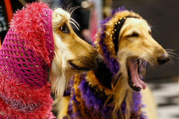 Выставка собак Crufts Dog Show 2013 Выставка собак Crufts Dog Show 2013