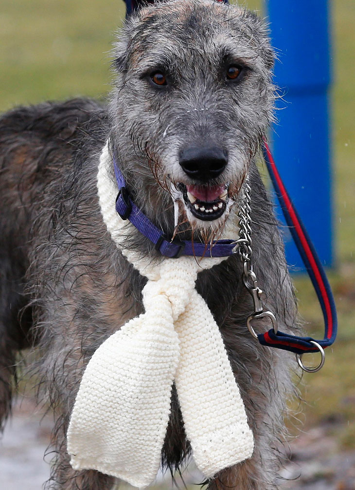 Выставка собак Crufts Dog Show 2013 Выставка собак Crufts Dog Show 2013