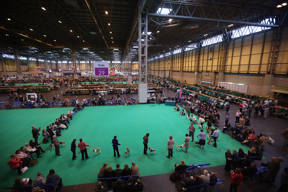Выставка собак Crufts Dog Show 2013 Выставка собак Crufts Dog Show 2013