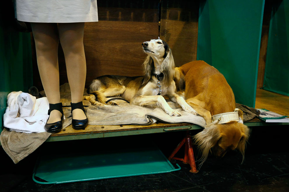 Выставка собак Crufts Dog Show 2013 Выставка собак Crufts Dog Show 2013