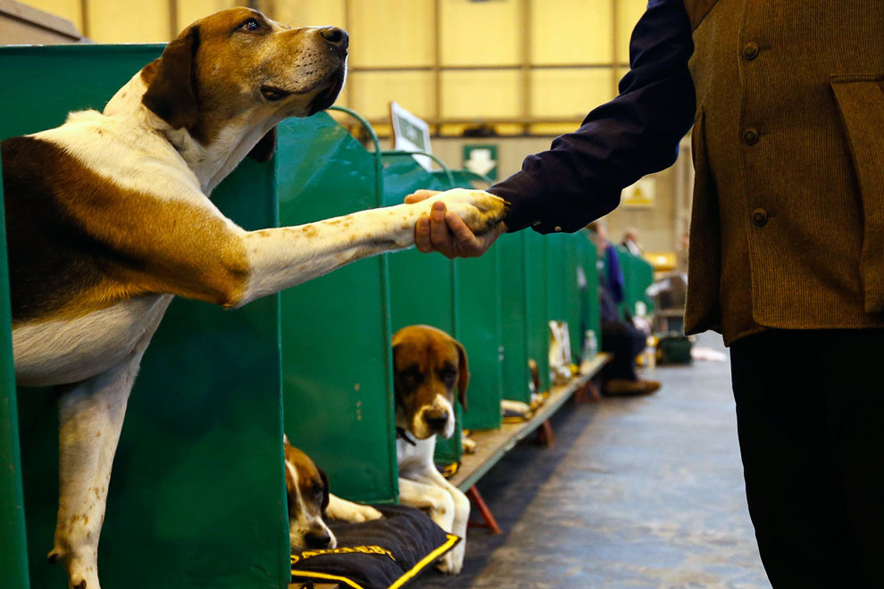Выставка собак Crufts Dog Show 2013 Выставка собак Crufts Dog Show 2013
