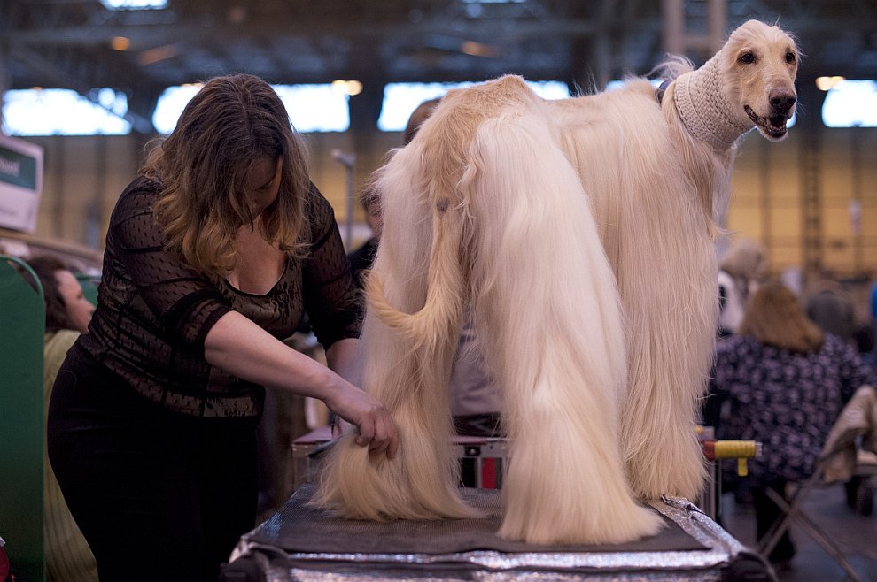 Выставка собак Crufts Dog Show 2013 Выставка собак Crufts Dog Show 2013