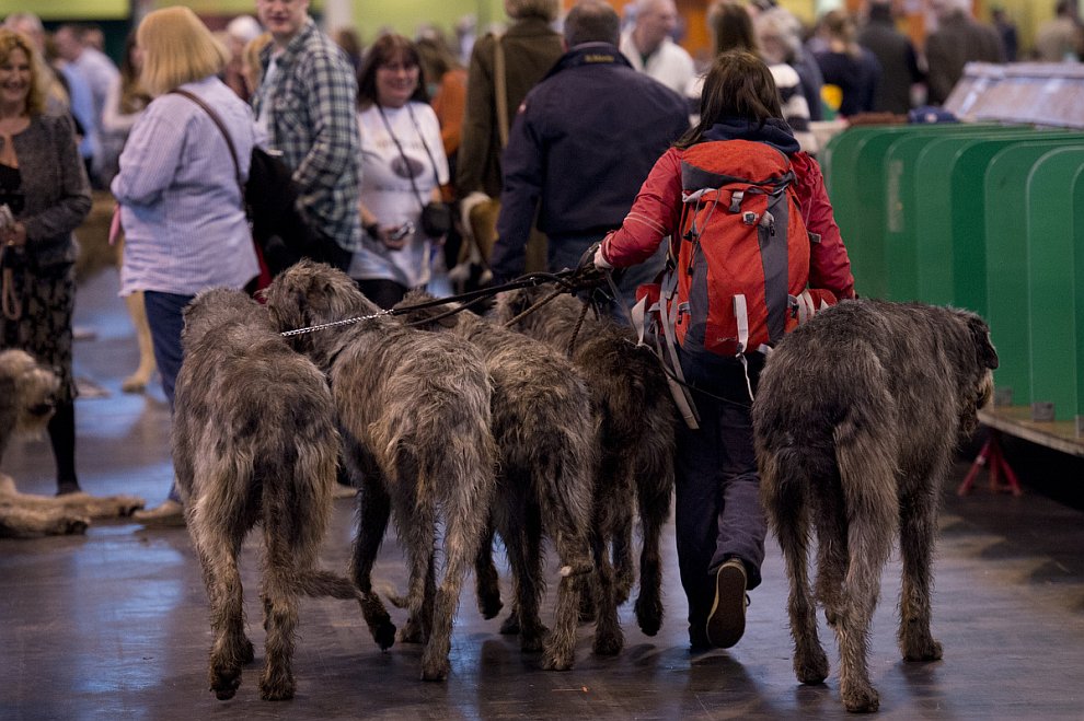 Выставка собак Crufts Dog Show 2013 Выставка собак Crufts Dog Show 2013
