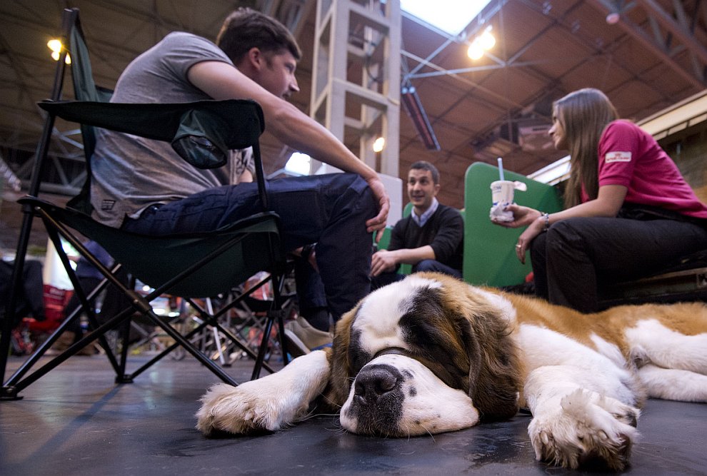 Выставка собак Crufts Dog Show 2013 Выставка собак Crufts Dog Show 2013