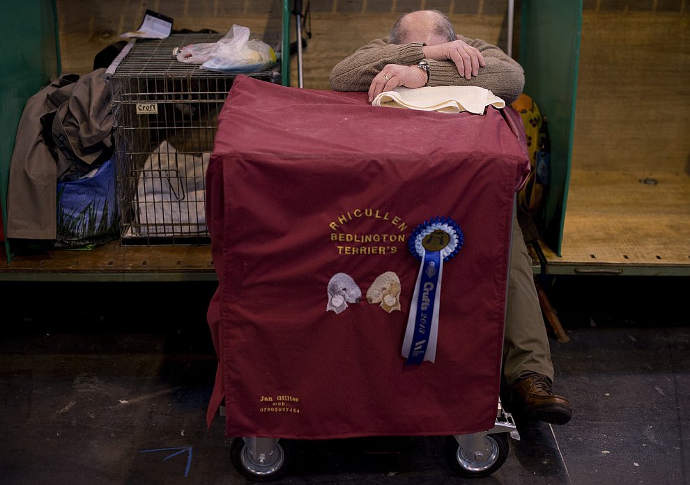 Выставка собак Crufts Dog Show 2013 Выставка собак Crufts Dog Show 2013