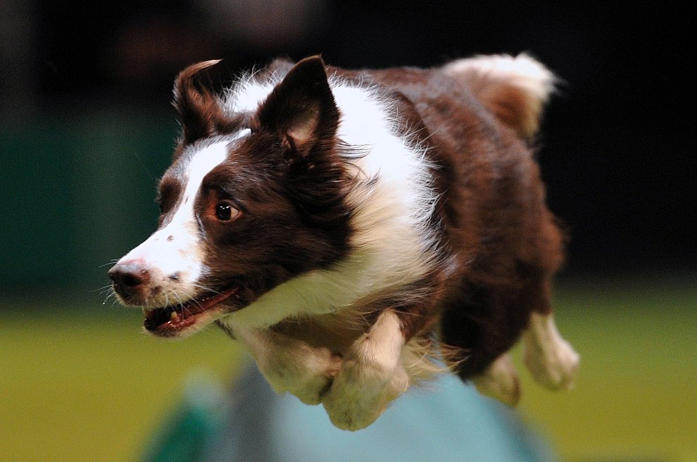 Выставка собак Crufts Dog Show 2013 Выставка собак Crufts Dog Show 2013