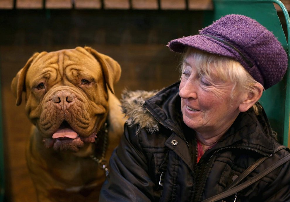 Выставка собак Crufts Dog Show 2013 Выставка собак Crufts Dog Show 2013