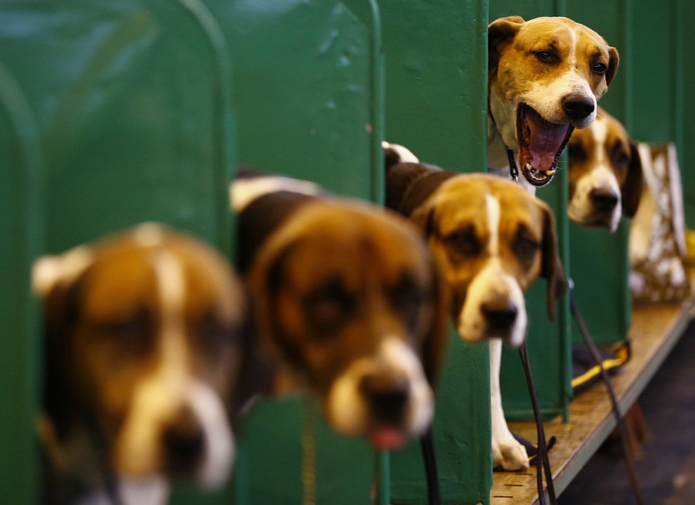 Выставка собак Crufts Dog Show 2013 Выставка собак Crufts Dog Show 2013