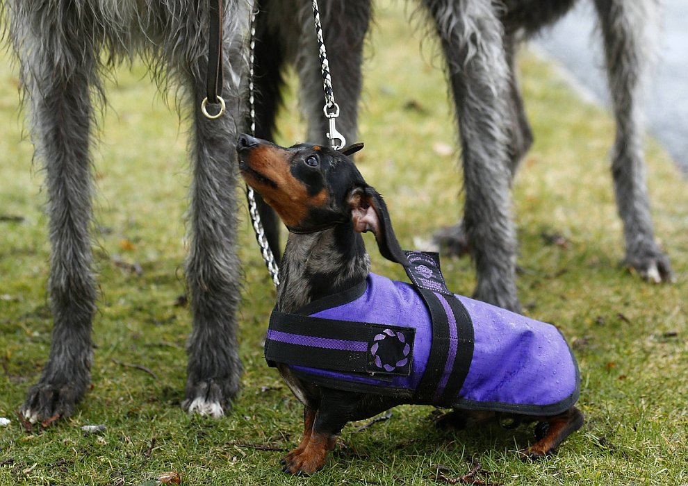 Выставка собак Crufts Dog Show 2013 Выставка собак Crufts Dog Show 2013