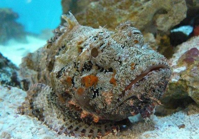Самые ядовитые животные на Земле Самые ядовитые животные на Земле