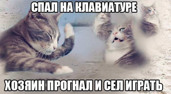 Порция картинок
