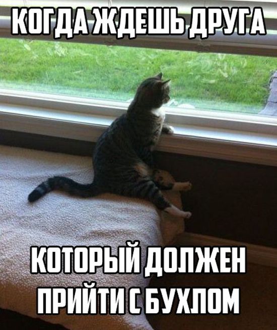 Порция картинок