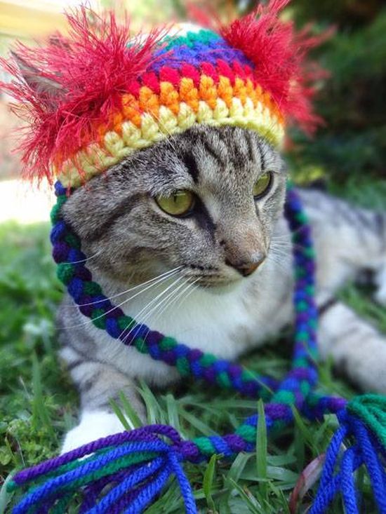 Котики в шапочках