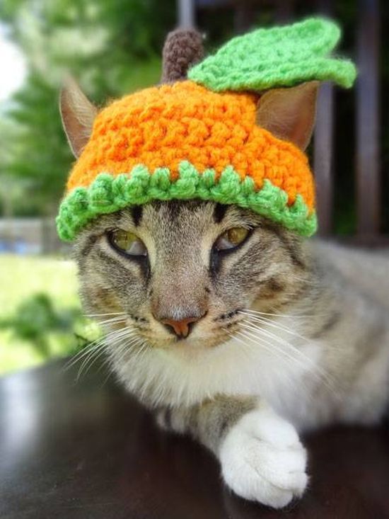 Котики в шапочках