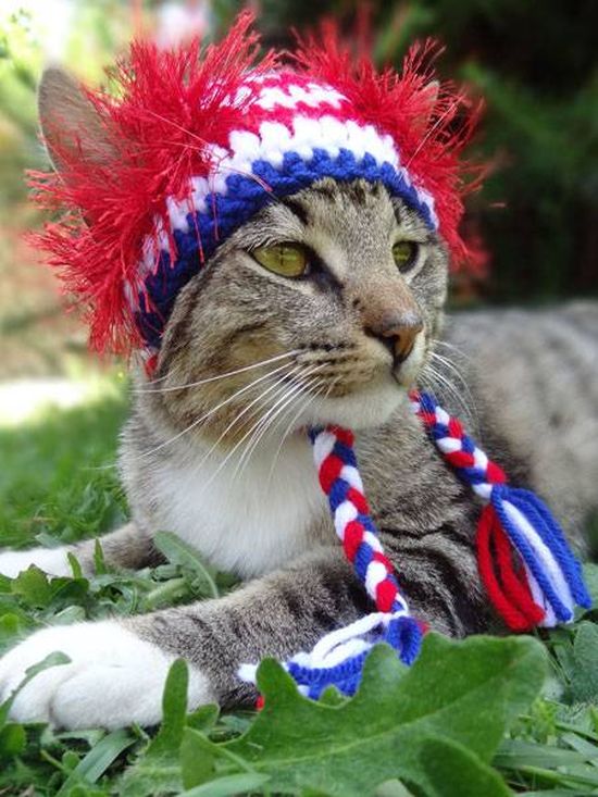 Котики в шапочках