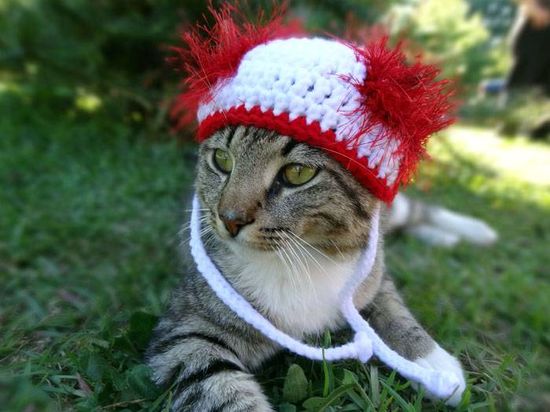 Котики в шапочках