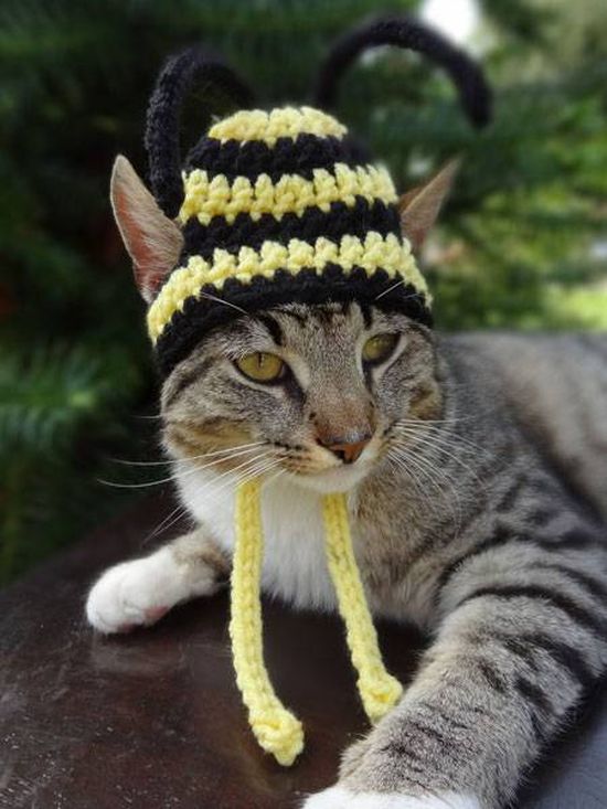 Котики в шапочках
