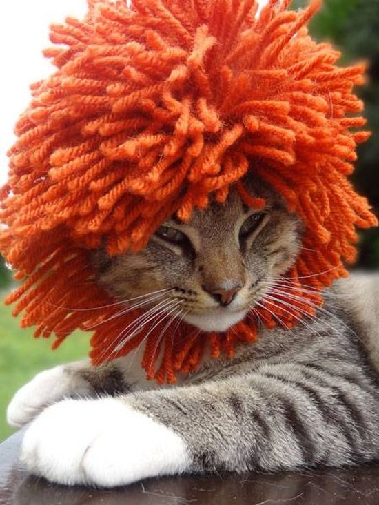 Котики в шапочках