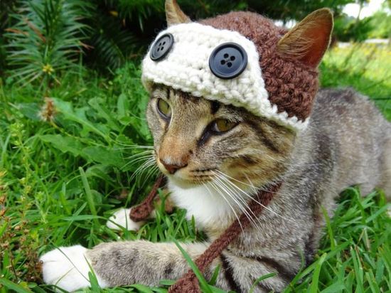 Котики в шапочках