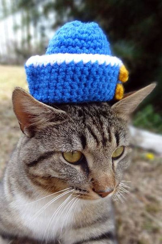 Котики в шапочках