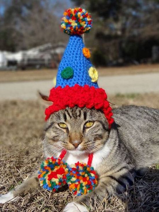 Котики в шапочках