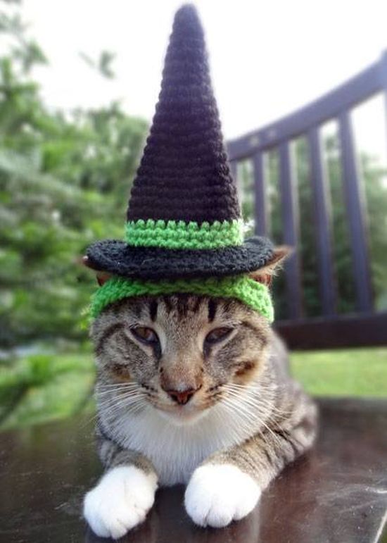 Котики в шапочках
