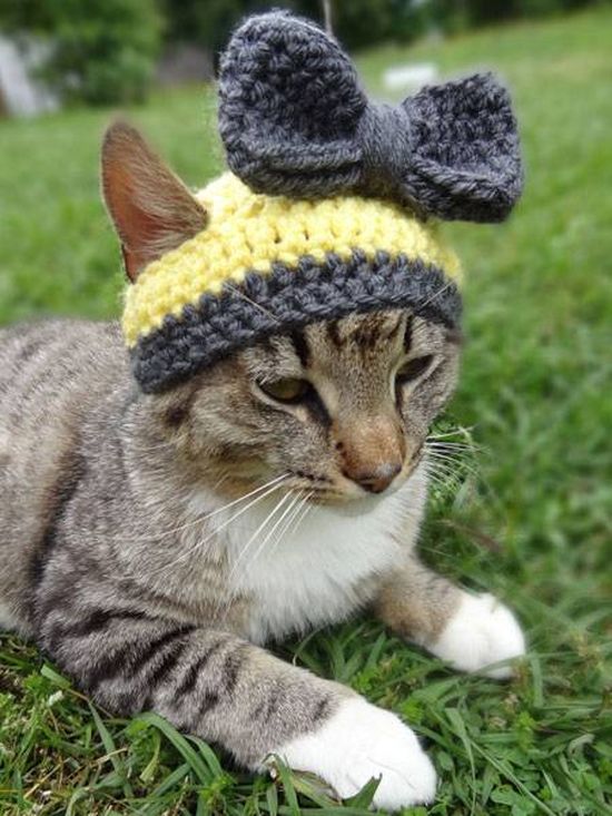 Котики в шапочках