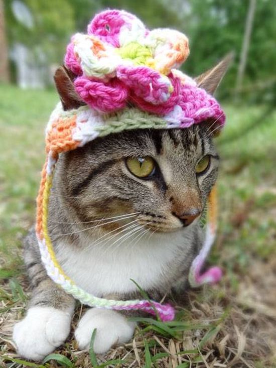 Котики в шапочках