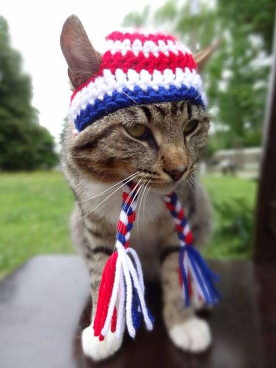 Котики в шапочках