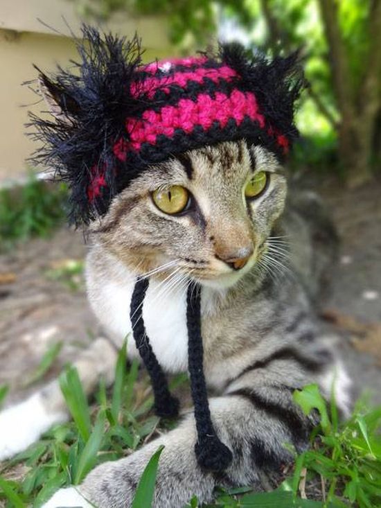 Котики в шапочках