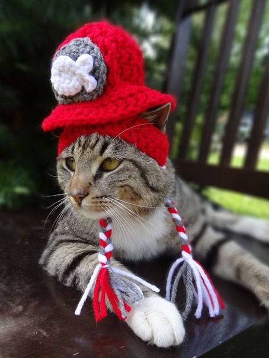 Котики в шапочках