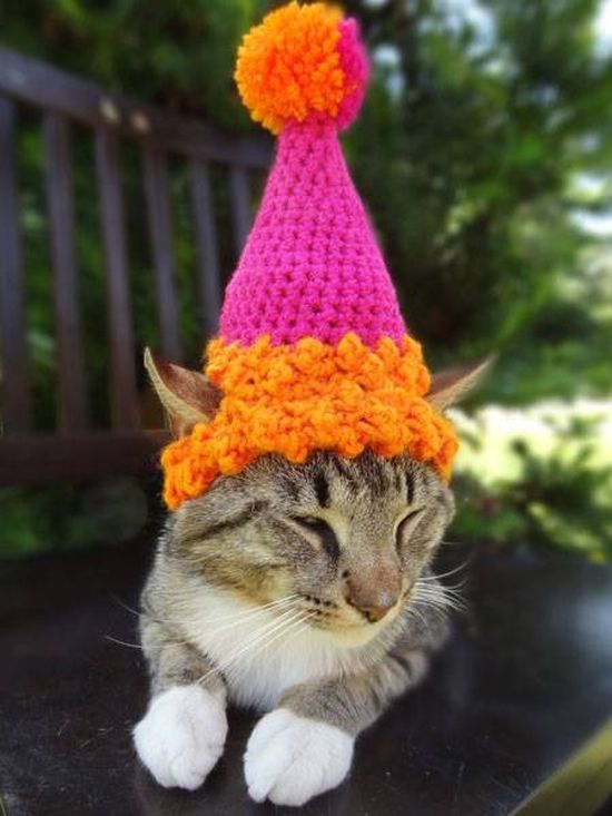 Котики в шапочках