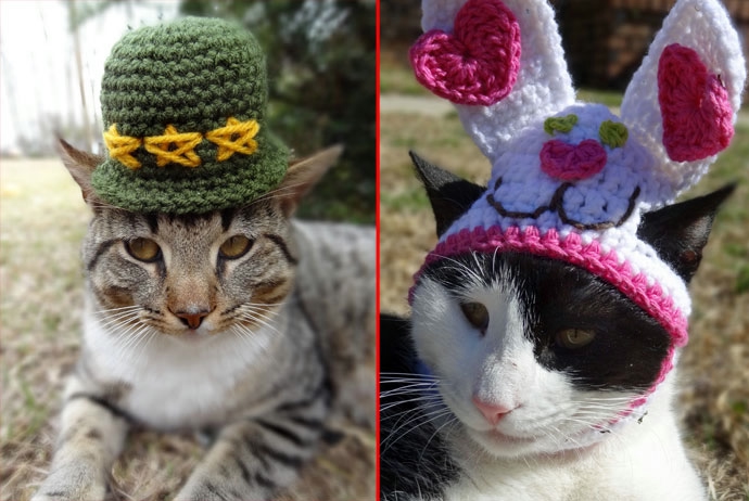 Котики в шапочках