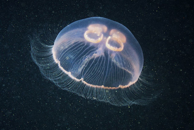 Обитатели Черного моря, представляющие опасность для человека