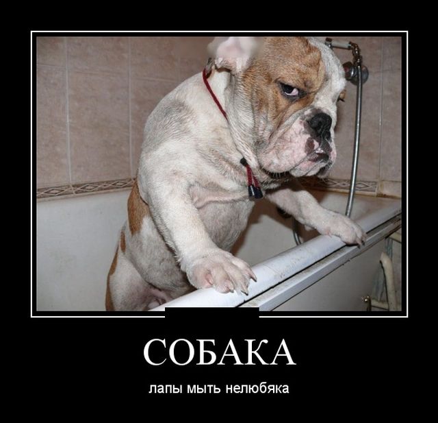 Демотиваторы