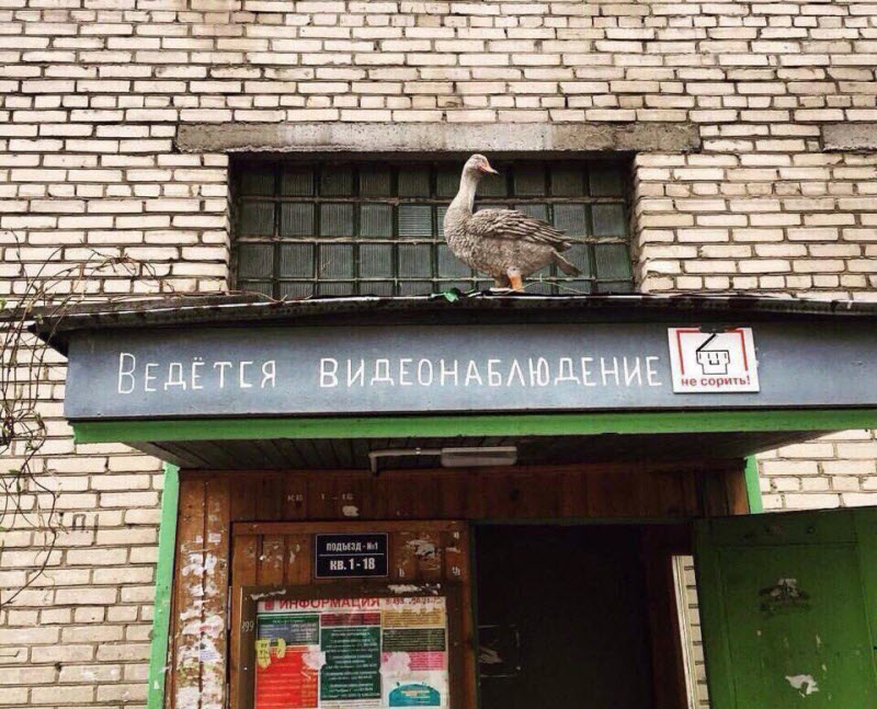 По родным просторам