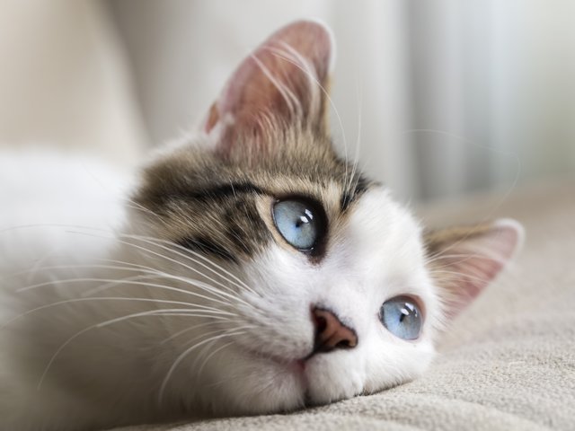 Мир глазами кошки
