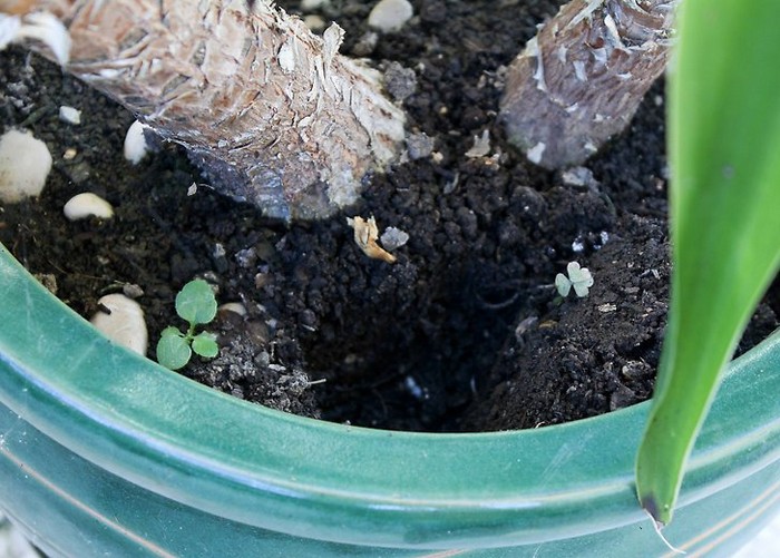 Как сохранить комнатные цветы, уезжая в отпуск Как сохранить комнатные цветы, уезжая в отпуск