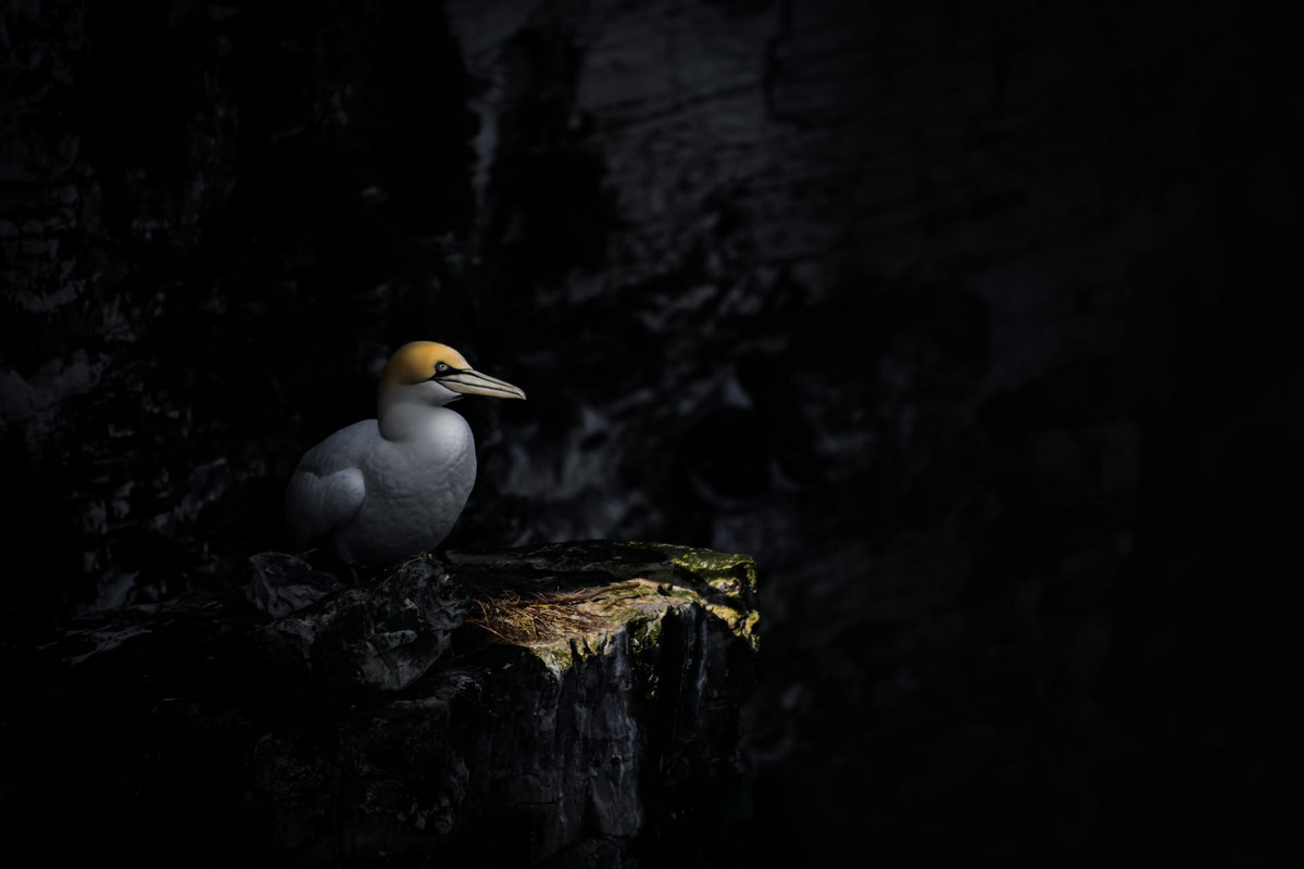 Лучшее с конкурса Bird Photographer of the Year 2018