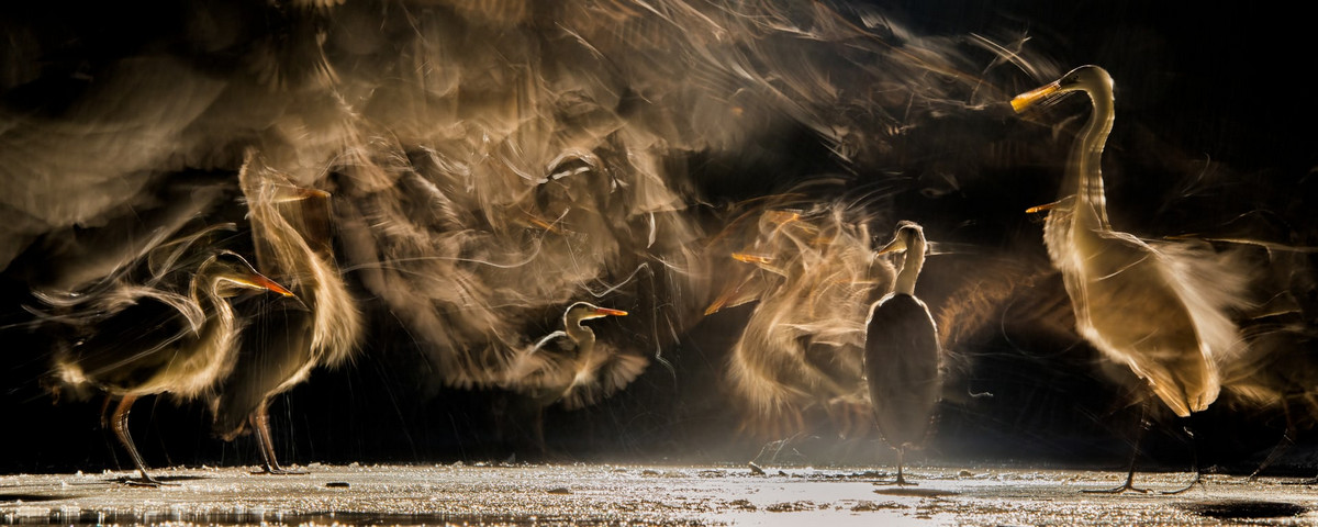 Лучшее с конкурса Bird Photographer of the Year 2018
