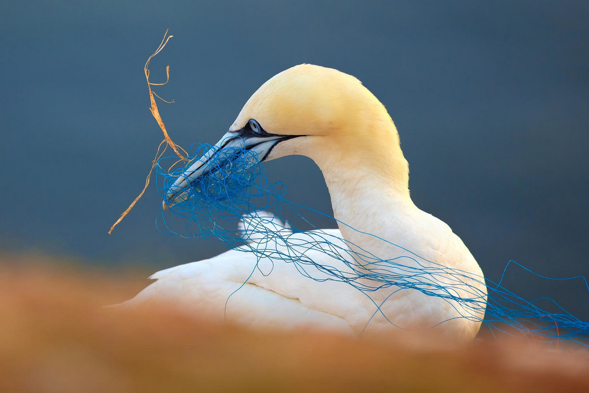 Лучшее с конкурса Bird Photographer of the Year 2018