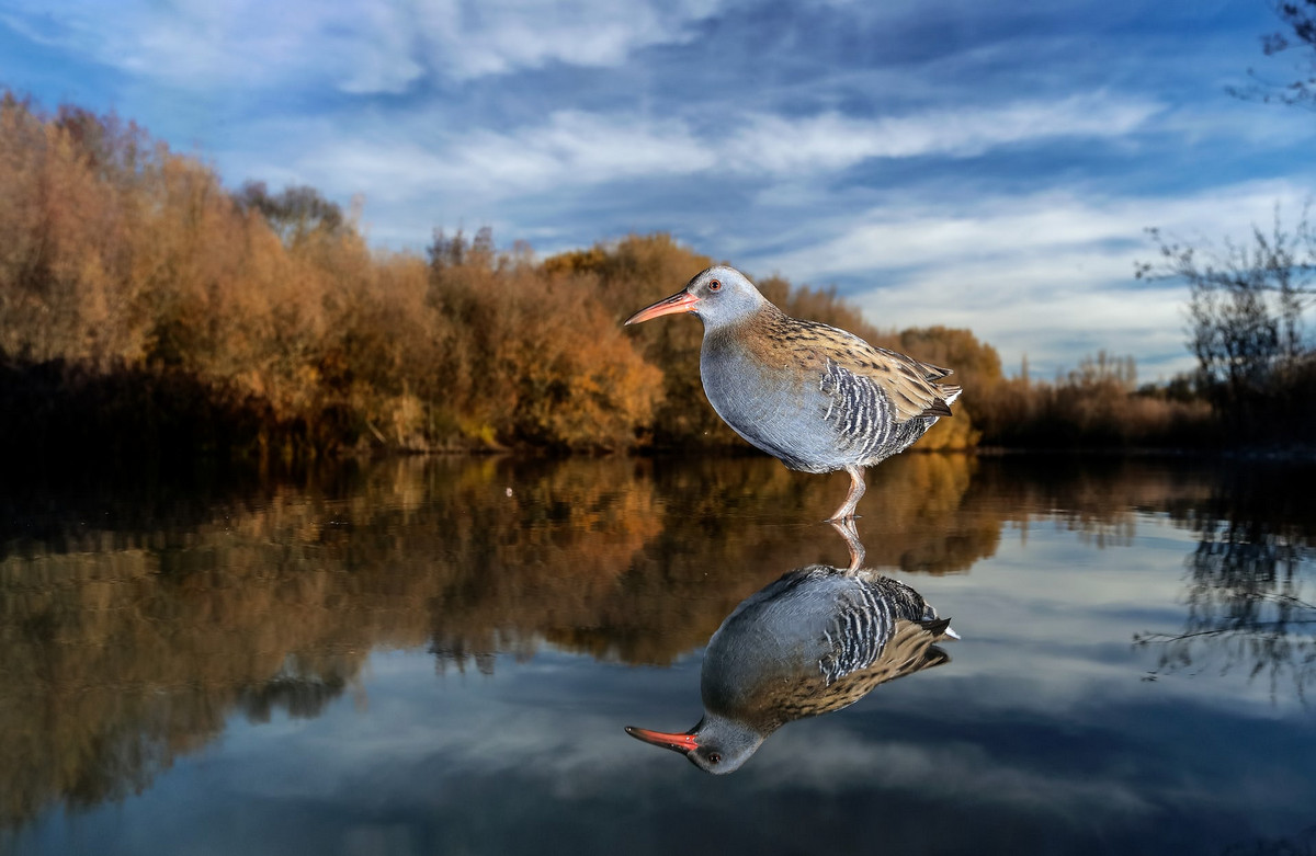 Лучшее с конкурса Bird Photographer of the Year 2018