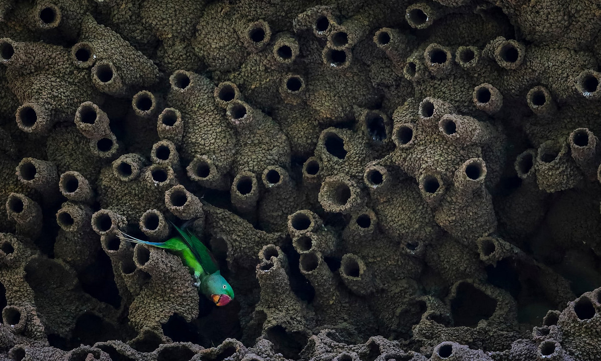 Лучшее с конкурса Bird Photographer of the Year 2018