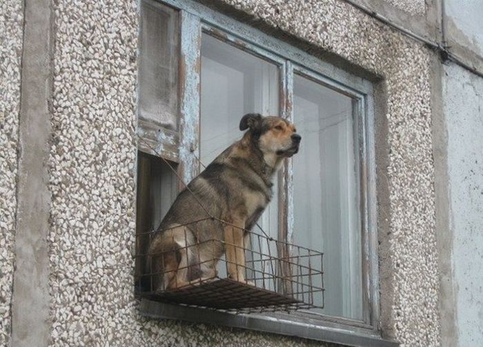 Прикольные картинки
