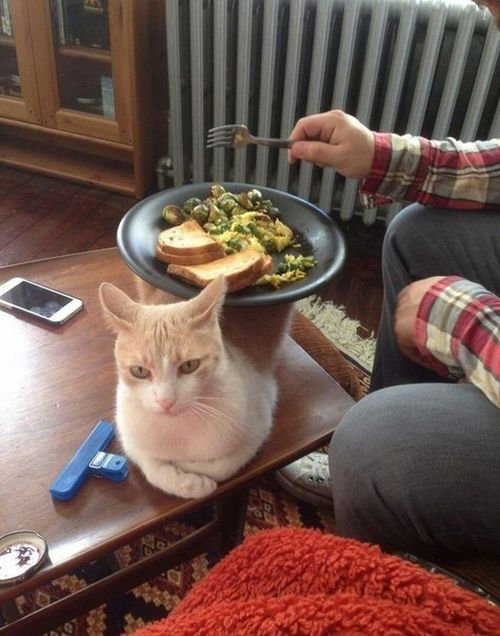 Прикольные картинки