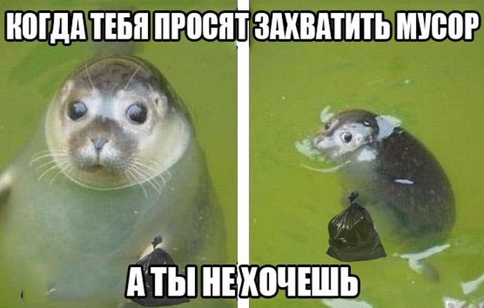 Прикольные картинки
